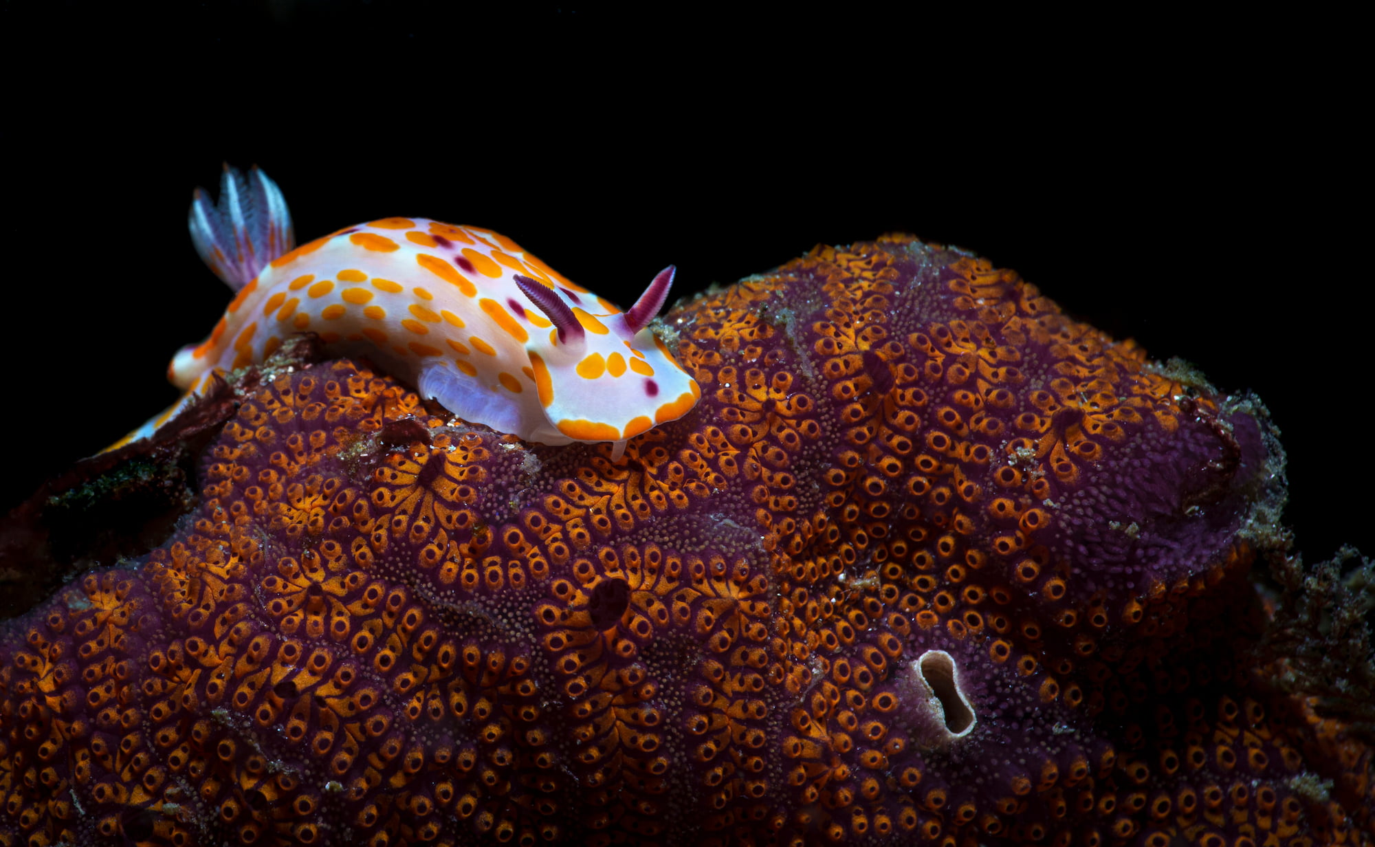 McGee - Clown doris nudibranch and ascidian