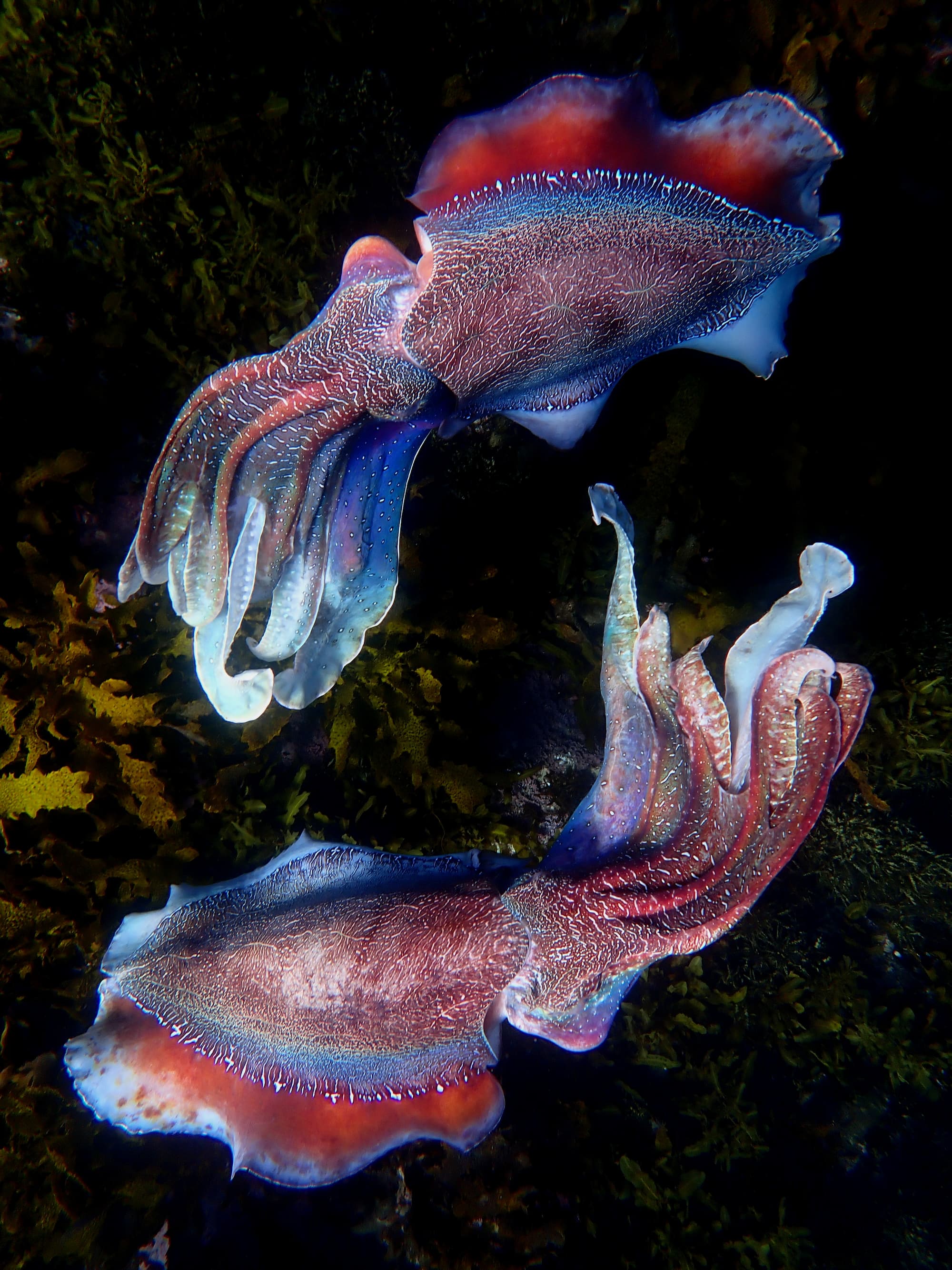 Two giant cuttlefish