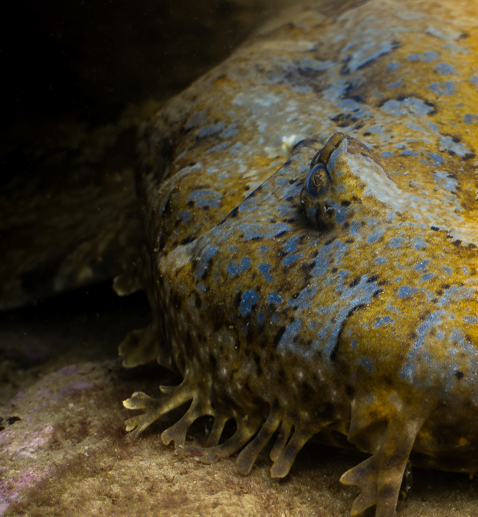 Eye of a Wobbegong shark