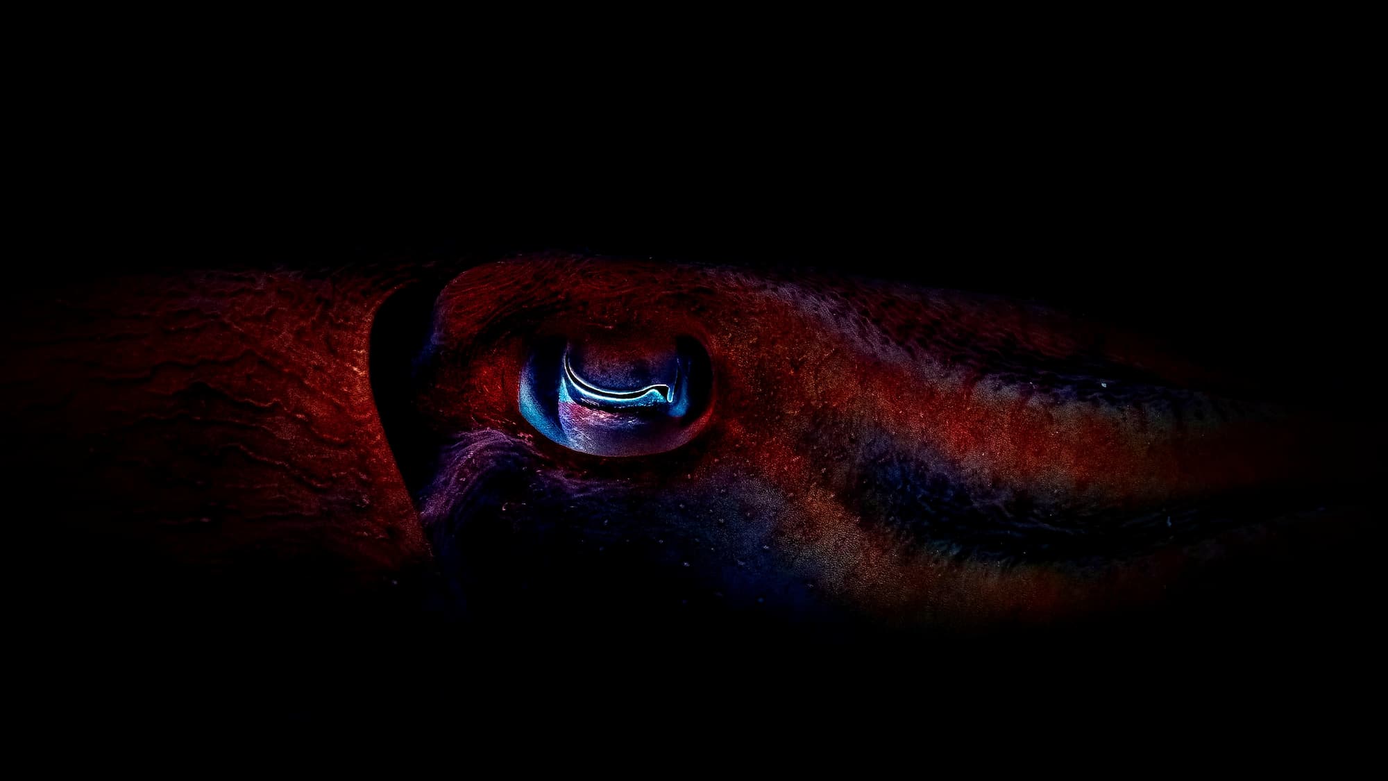 Eye of a giant cuttlefish