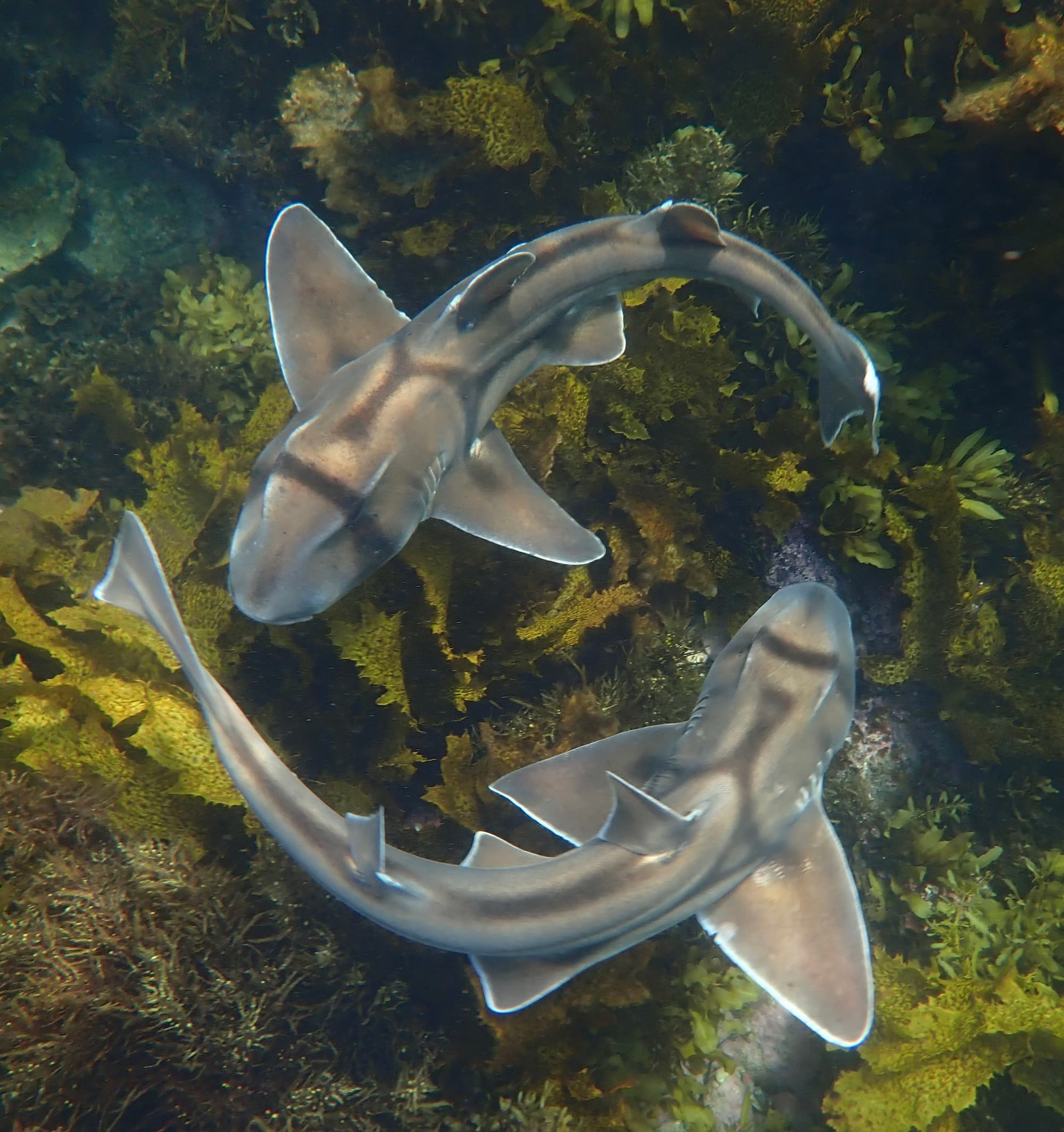 Two sharks dancing around each other