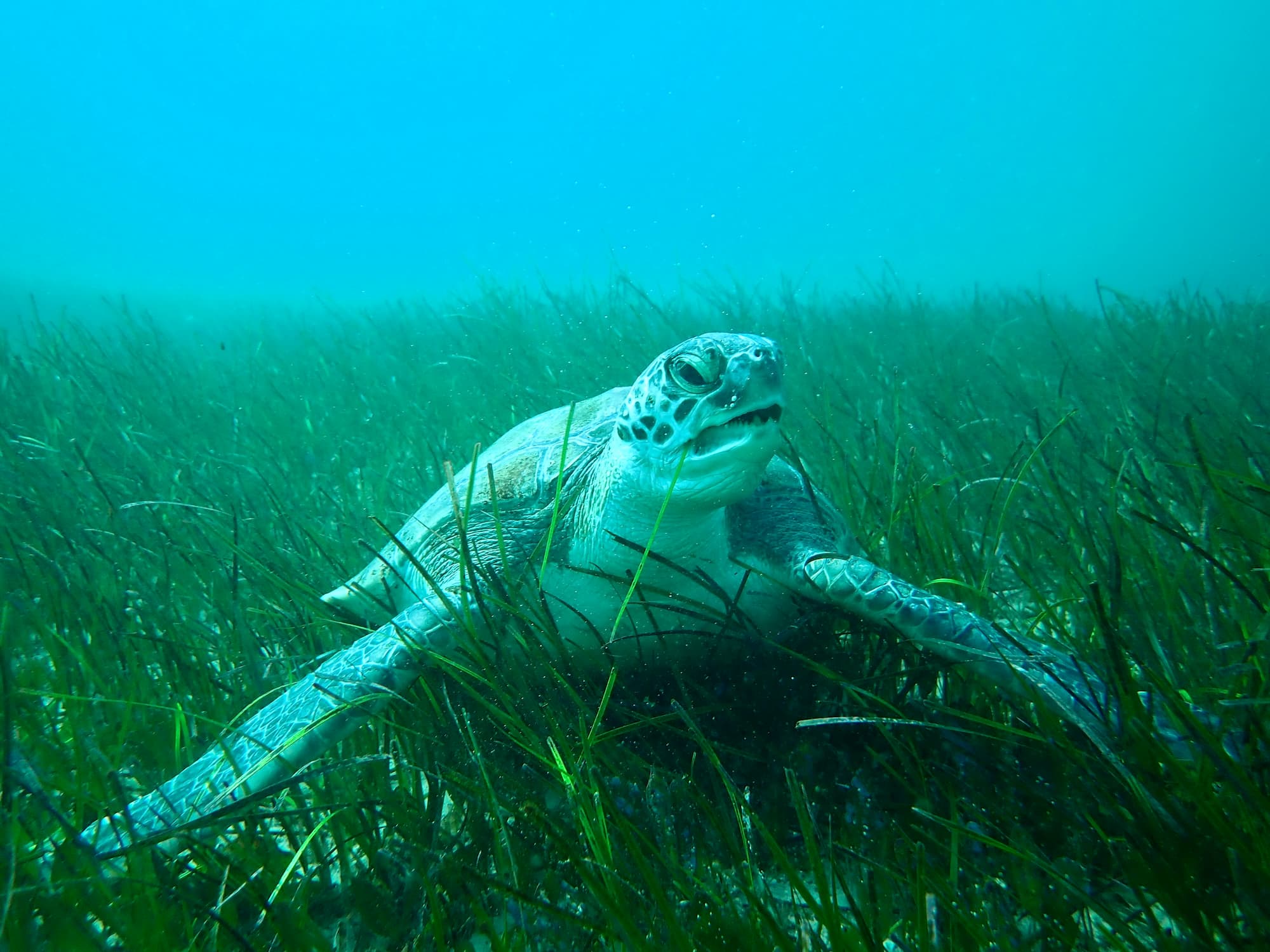 Green turtle on the seabed