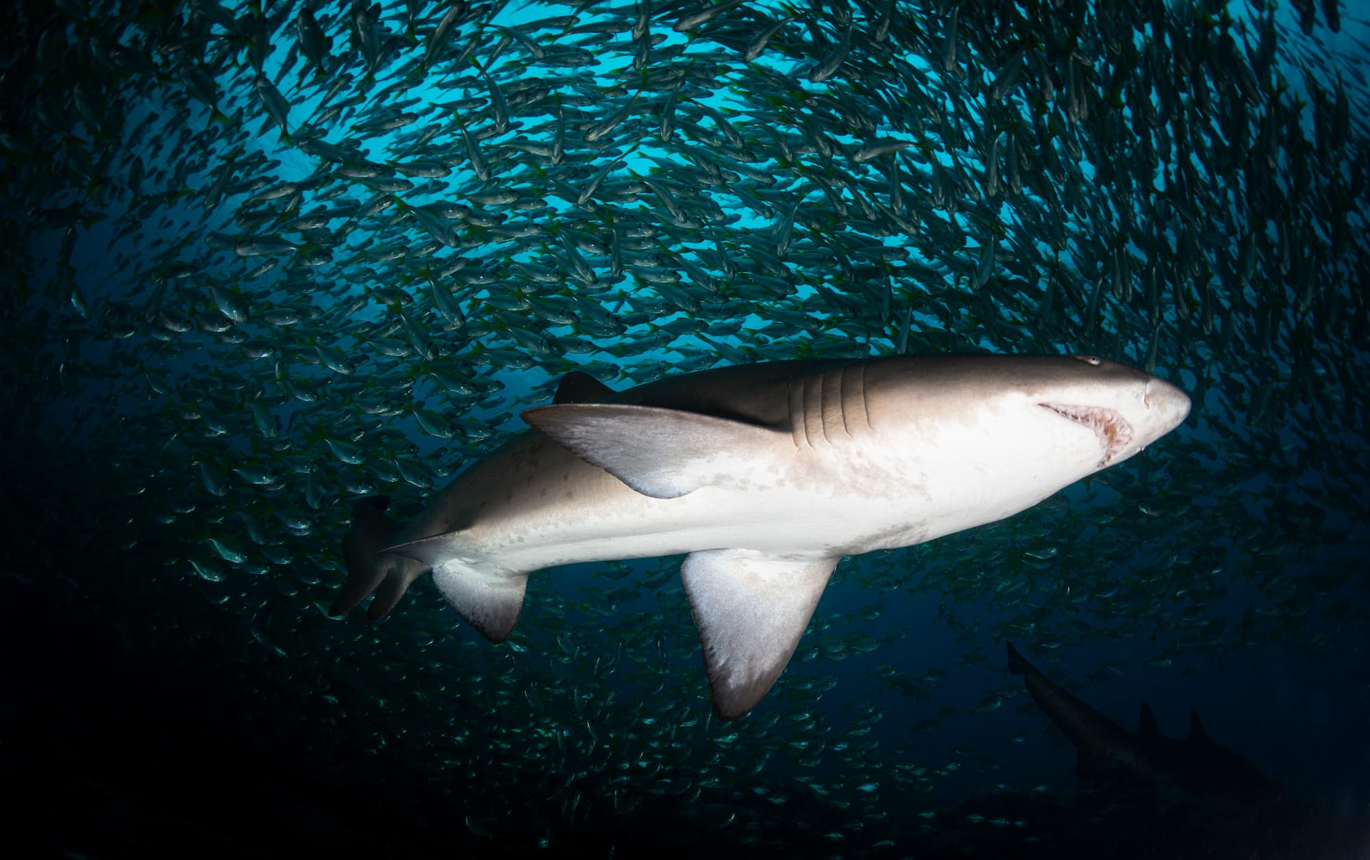 Nurse shark