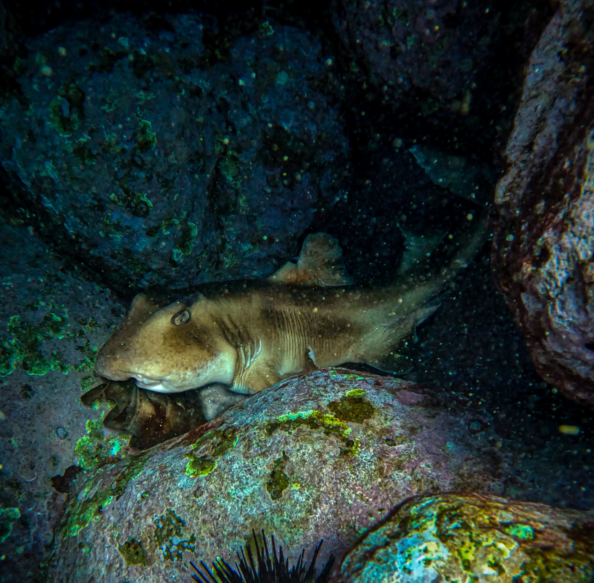 Crested horn shark