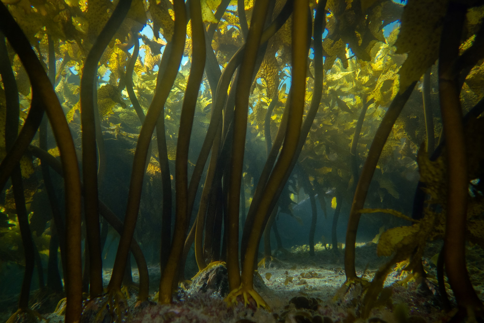 Underwater kelp