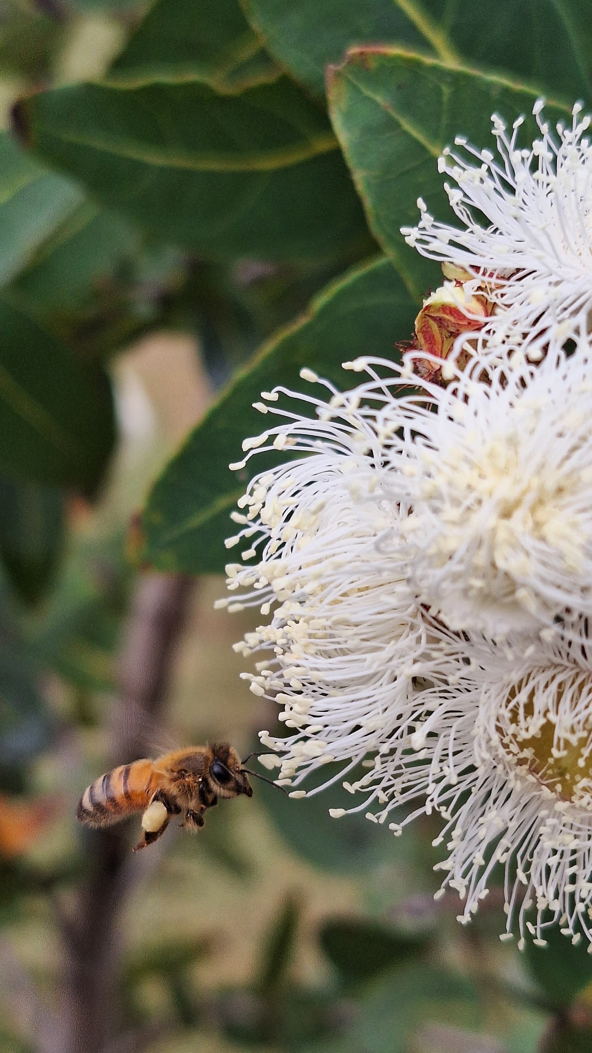 Bee in Angophora flower