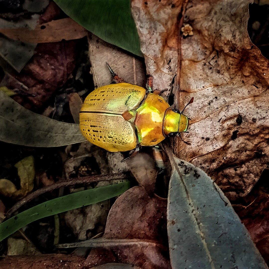 Photo of Christmas Beetle