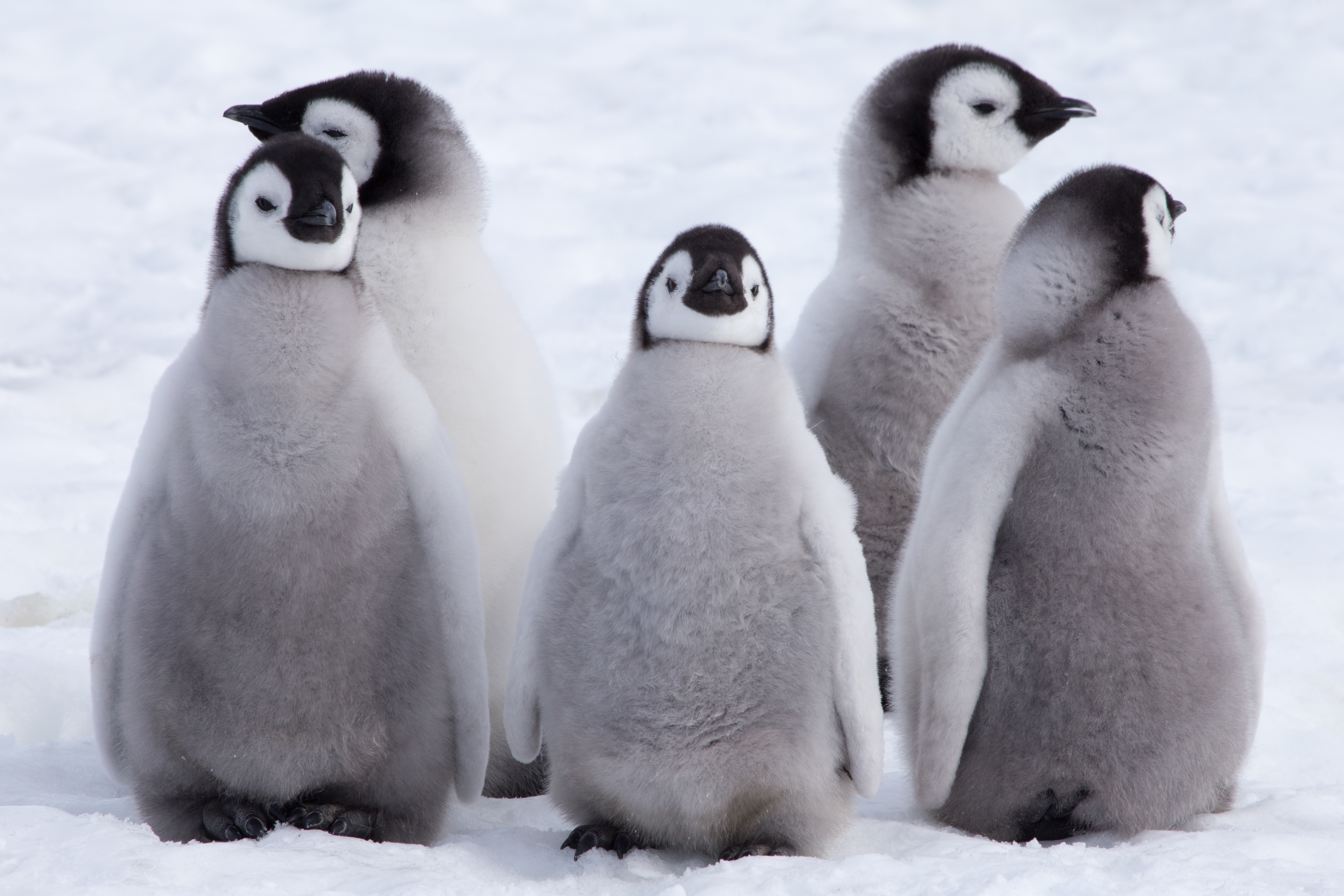 A group of baby penguins