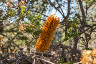 Banksia Ericifolia