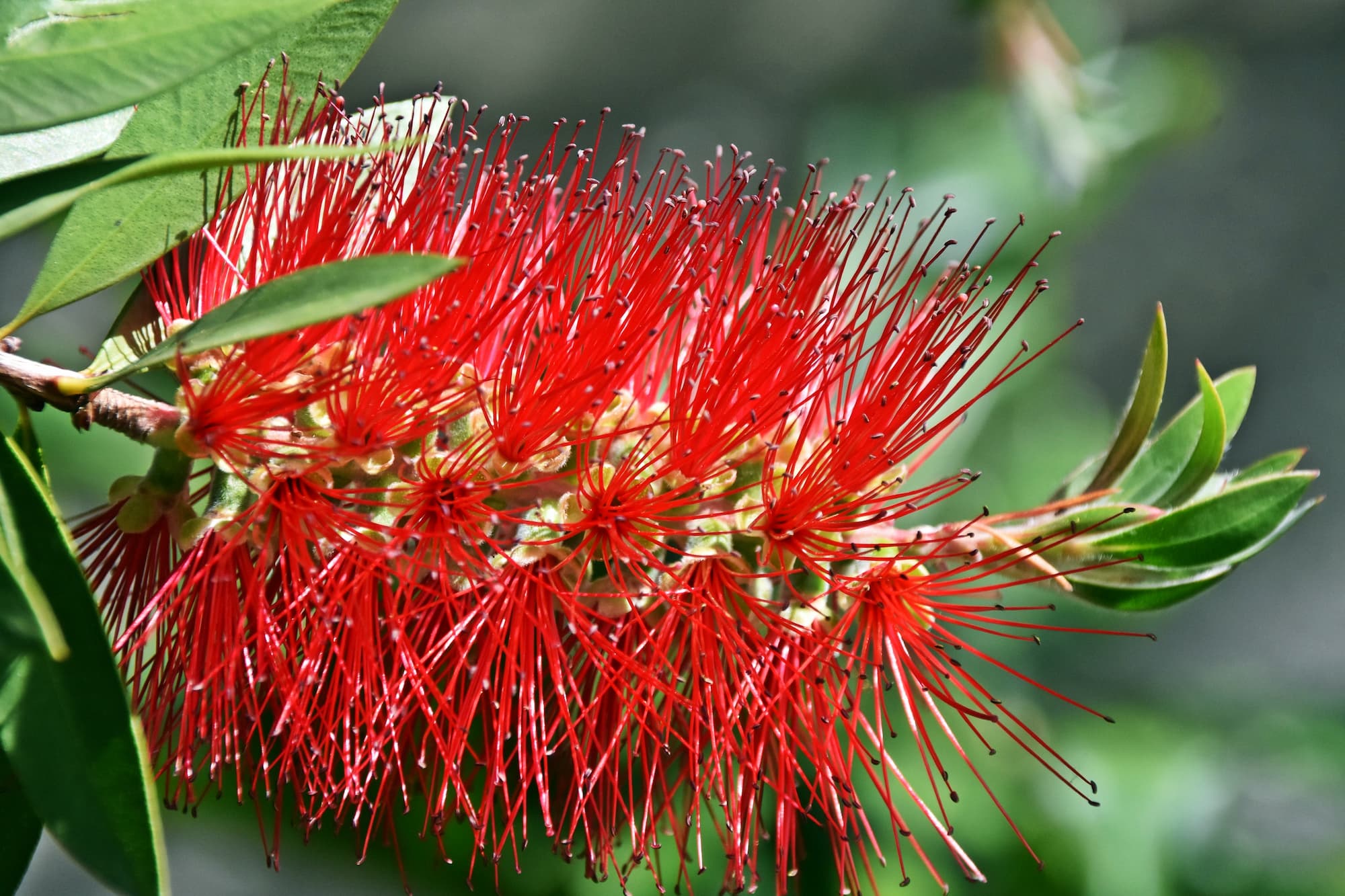 Bottle Brush