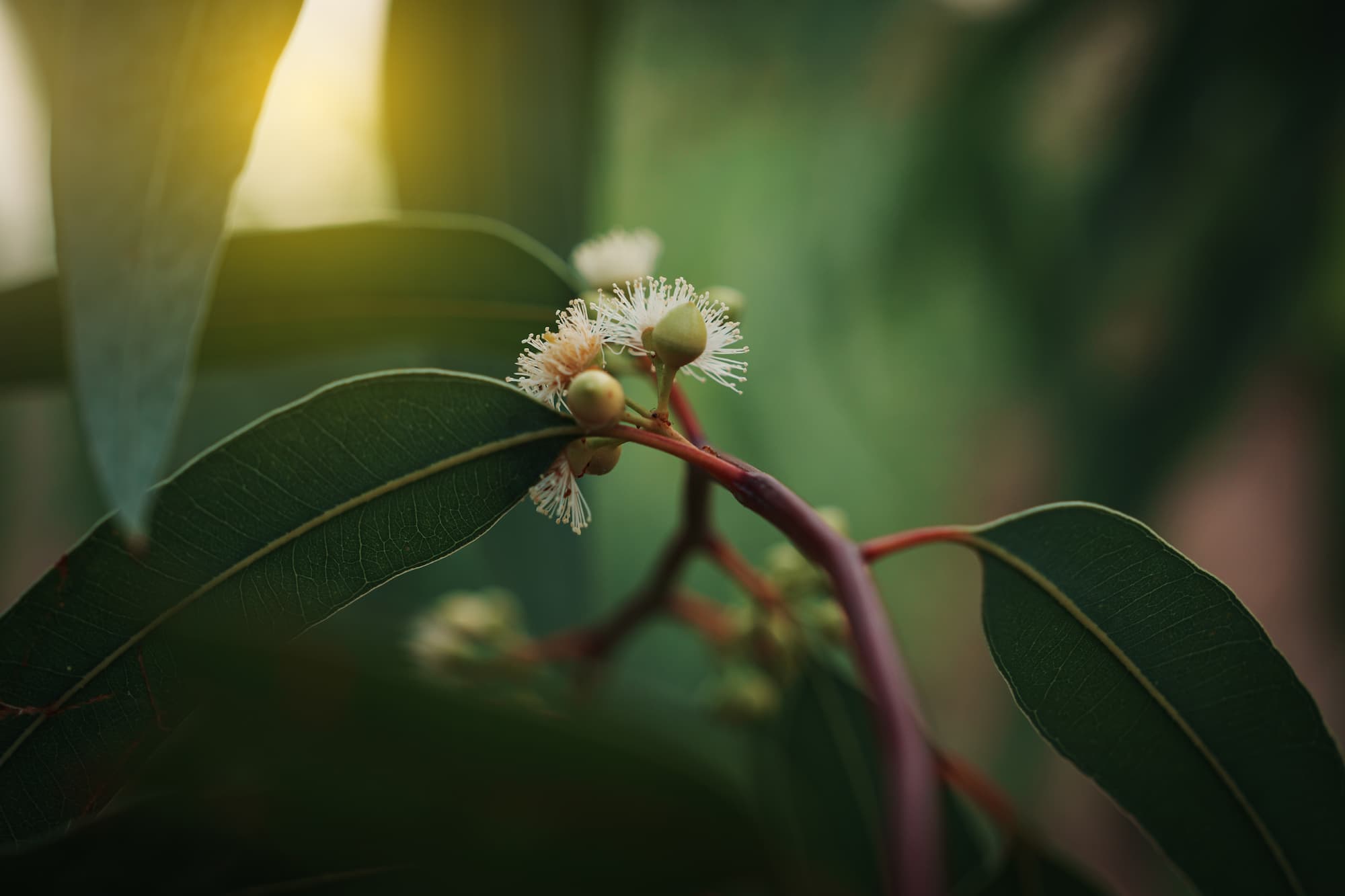 Eucalyptus