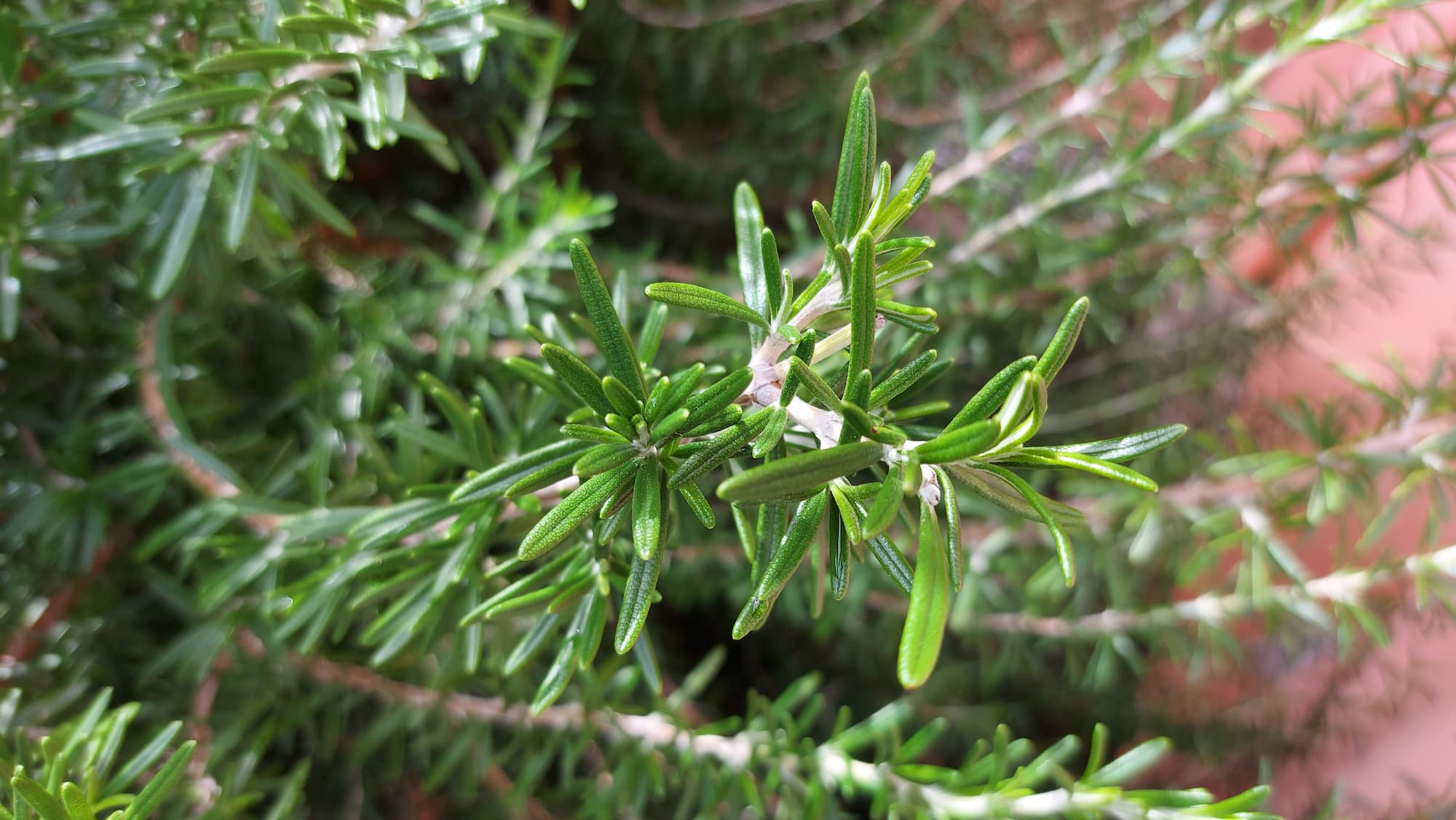 Native Rosemary