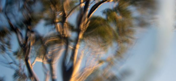 photo of a tree taken through a warped glass lens, blurring the afternoon light on a large gum tree