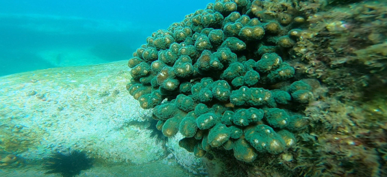 corals-video-webtile.jpg