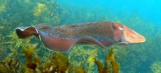 giant-cuttlefish-webtile.jpg