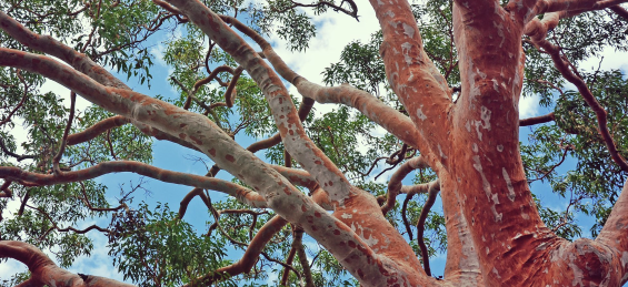 Image of a large gum tree