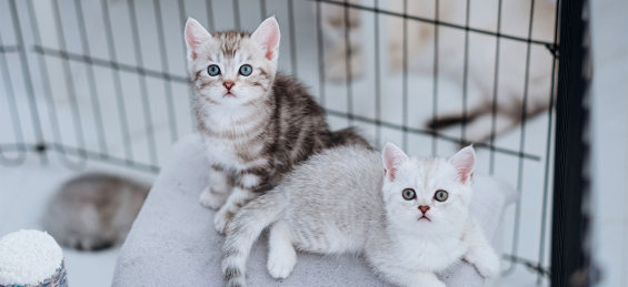 Adopt a cat