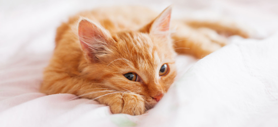 Cat laying on a bed