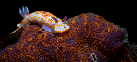 McGee - Clown doris nudibranch and ascidian