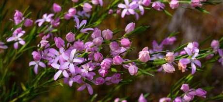 Wildflowers