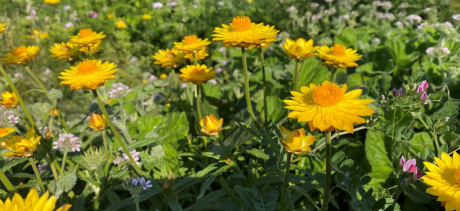 meadow of wildflowers
