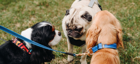 Dogs in the parks