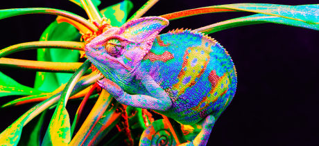 Rainbow chamelon