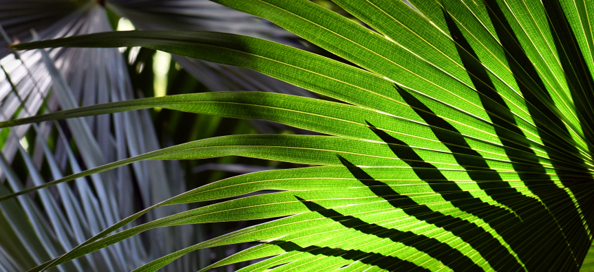Conservation_Zones_Review_-_Your_Say_Hero_Image_-_Cabbage_Tree_Palm_with_Light.jpg