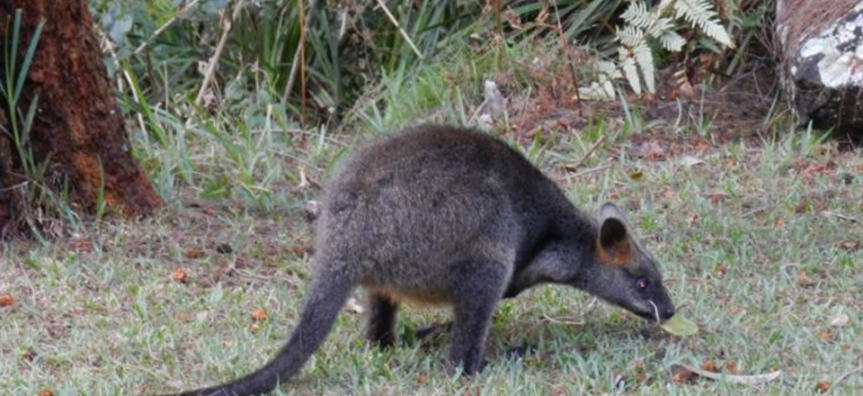 Currawong.jpg