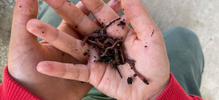 child_holding_worms_2.jpg