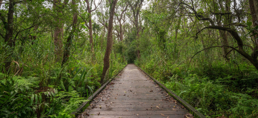 warriewood-wetland4.jpg