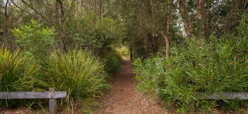 warriewood-wetland5.jpg