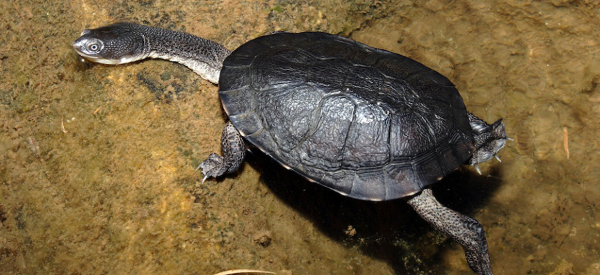 eastern long necked turtle