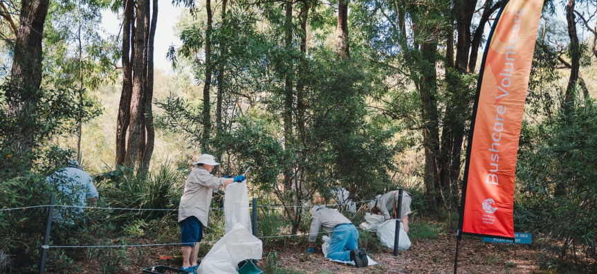 Bushcare volunteer