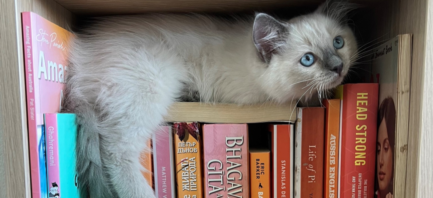 Cat in a book cupboard
