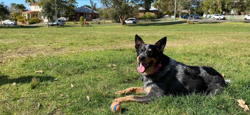 Cattle dog sitting down and tongue in park 