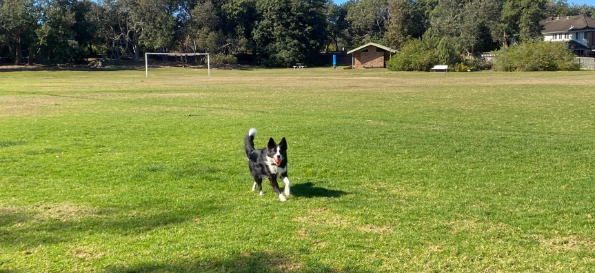 Black and White Border Collie running towards camera with ball in it's mouth on park