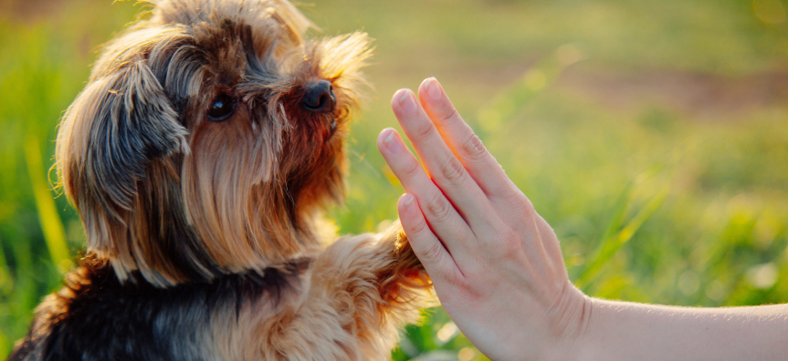 Small brown and black Dog giving a high 5 to a human hand