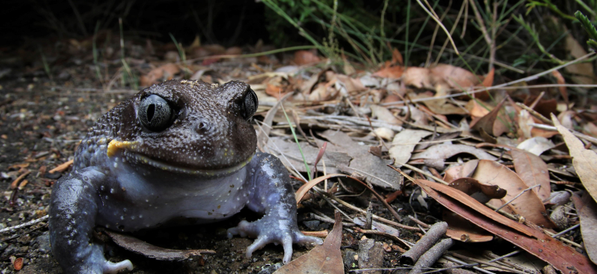 Burrowing Frog in the bush