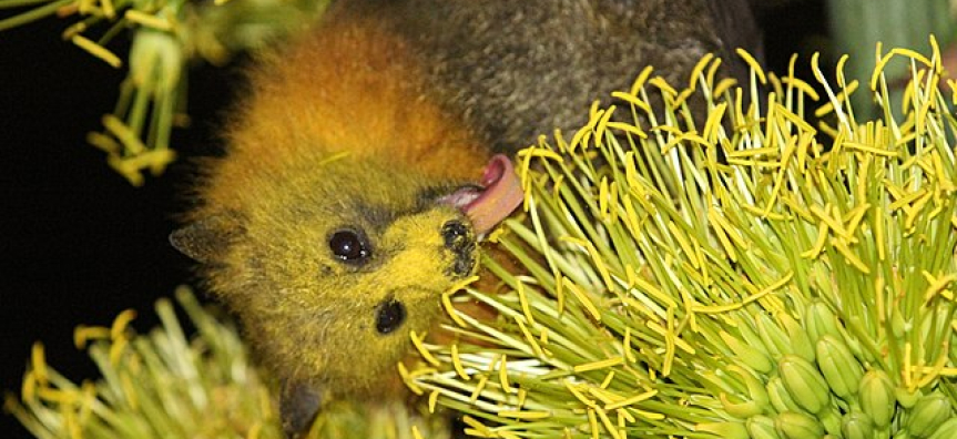 Grey Headed Flying Fox with pollen
