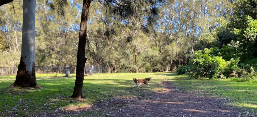 Brown and white border collie in a park 