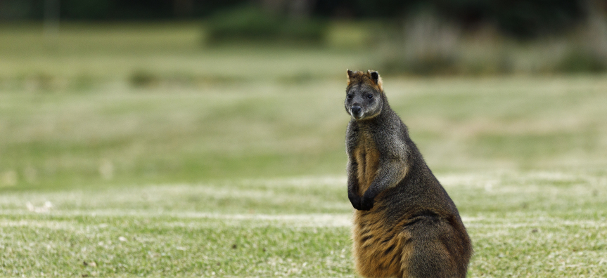 Wallaby on the grass