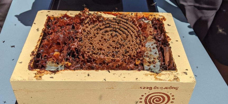native bees, splitting hive, educational