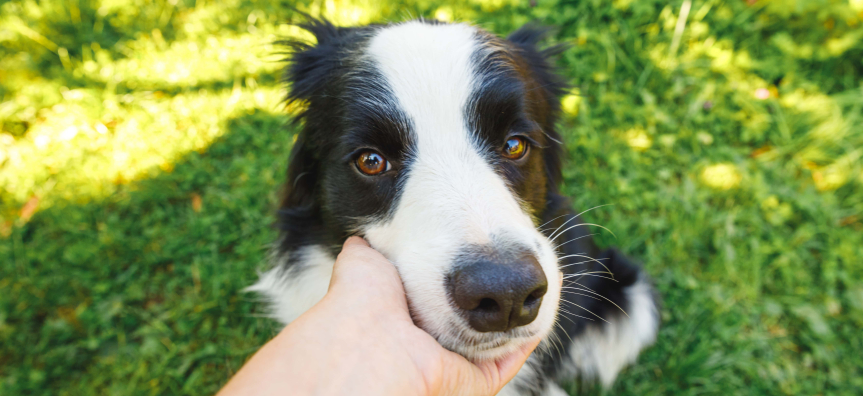 Black and White Border Collie sitting with a human hand under it's chin 