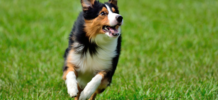 Tri coloured dog running on green grass