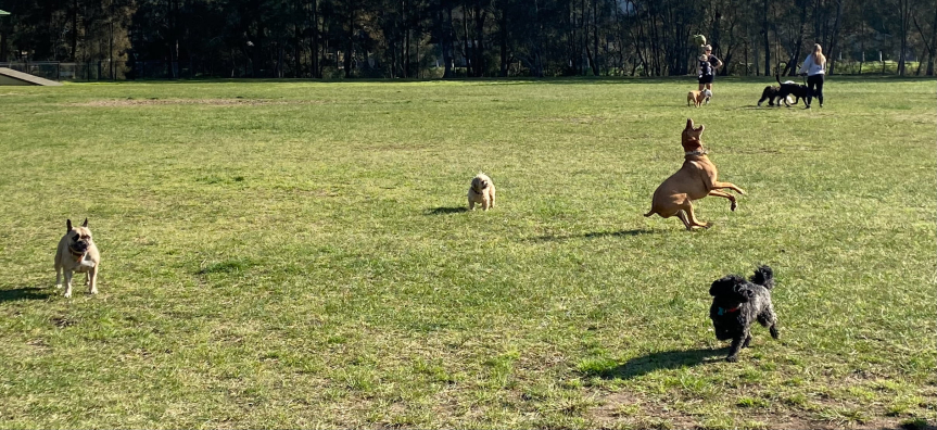 Dogs playing in a park green field