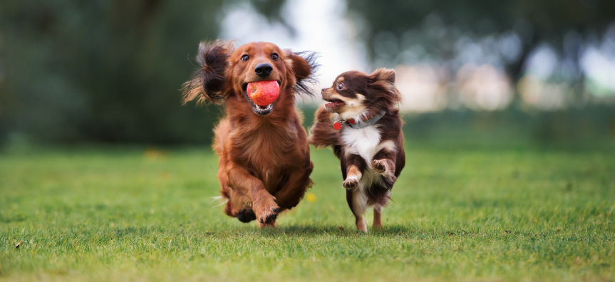Tow dogs running with one with a red ball in it's mouth