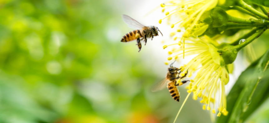 Bees