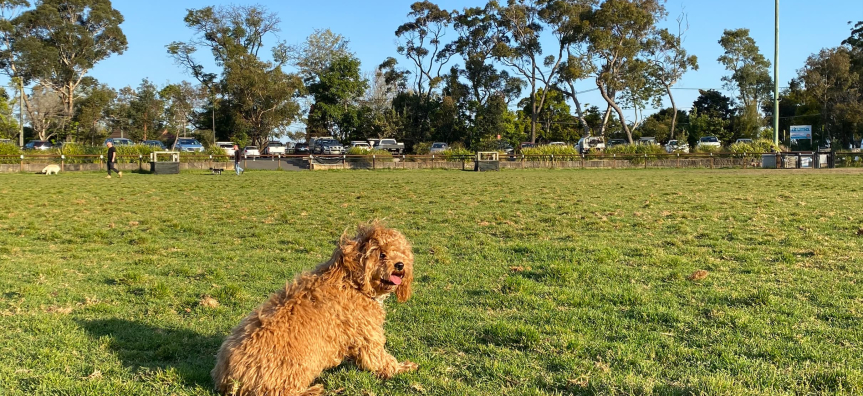 shaggy light tan dog sitting on grass