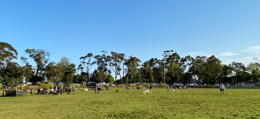 people and dogs on field